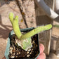Monkey Tail cactus Hildewintera Colademononis inermis- grafted