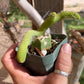 Monkey Tail cactus Hildewintera Colademononis inermis- grafted