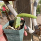 Monkey Tail cactus Hildewintera Colademononis inermis grafted