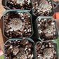 Gymnocalycium bruchii