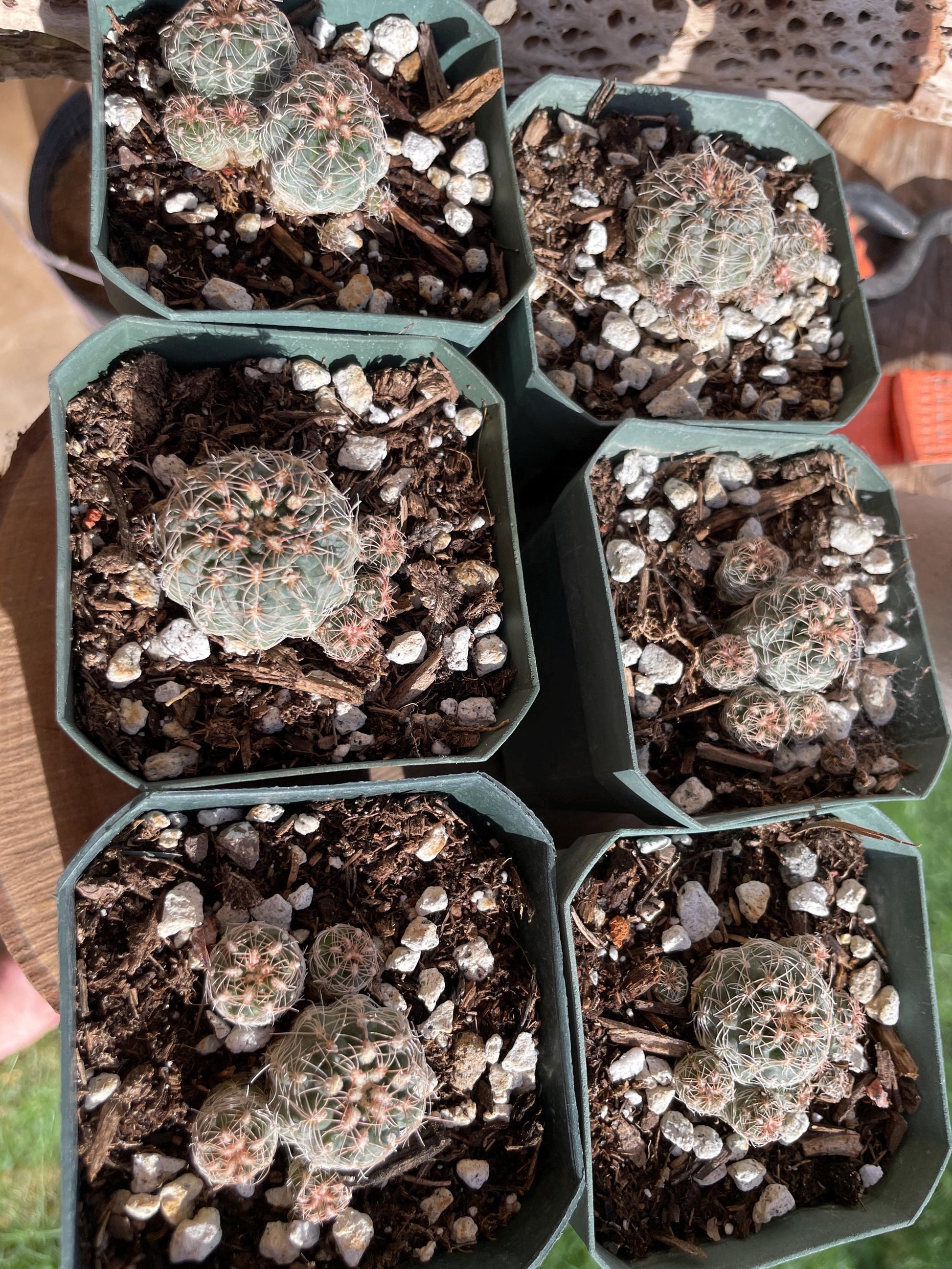 Gymnocalycium bruchii