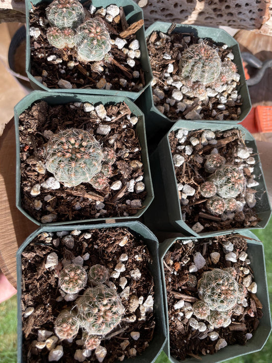 Gymnocalycium bruchii