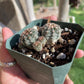Gymnocalycium bruchii