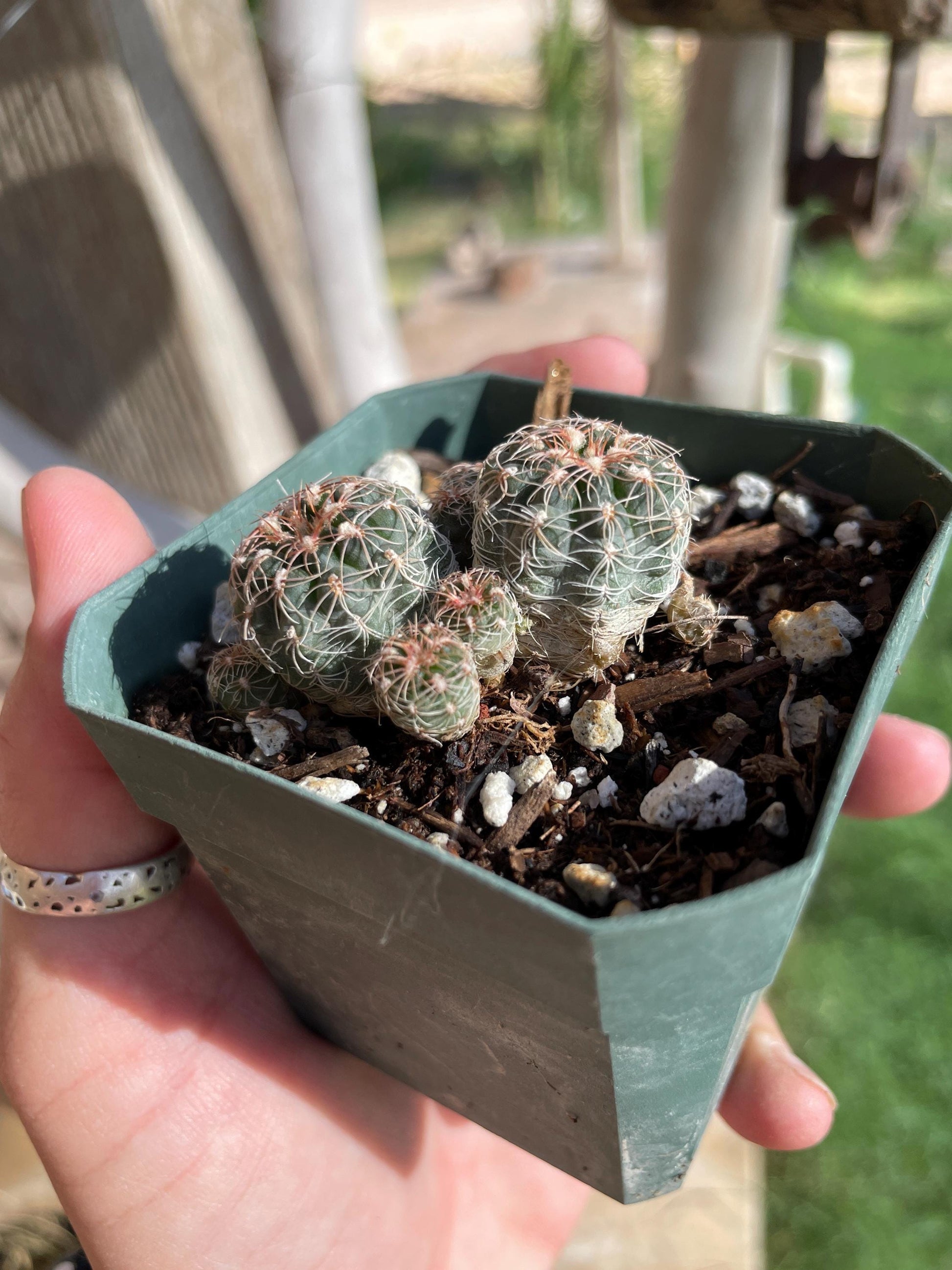 Gymnocalycium bruchii