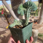 Myrtillocactus elite crest