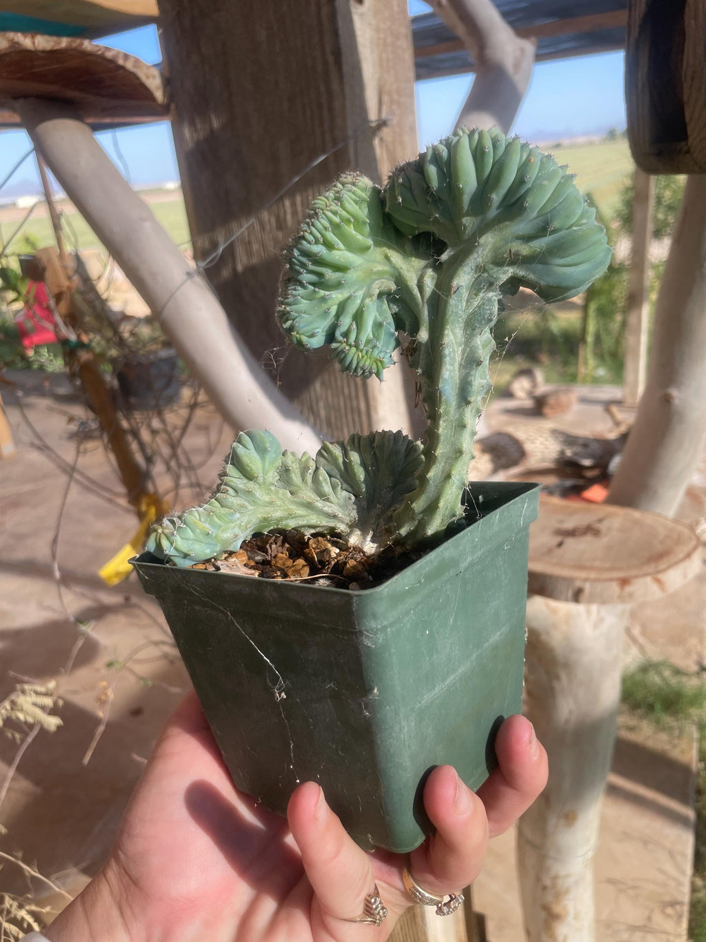 Myrtillocactus elite crest