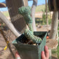 Myrtillocactus elite crest