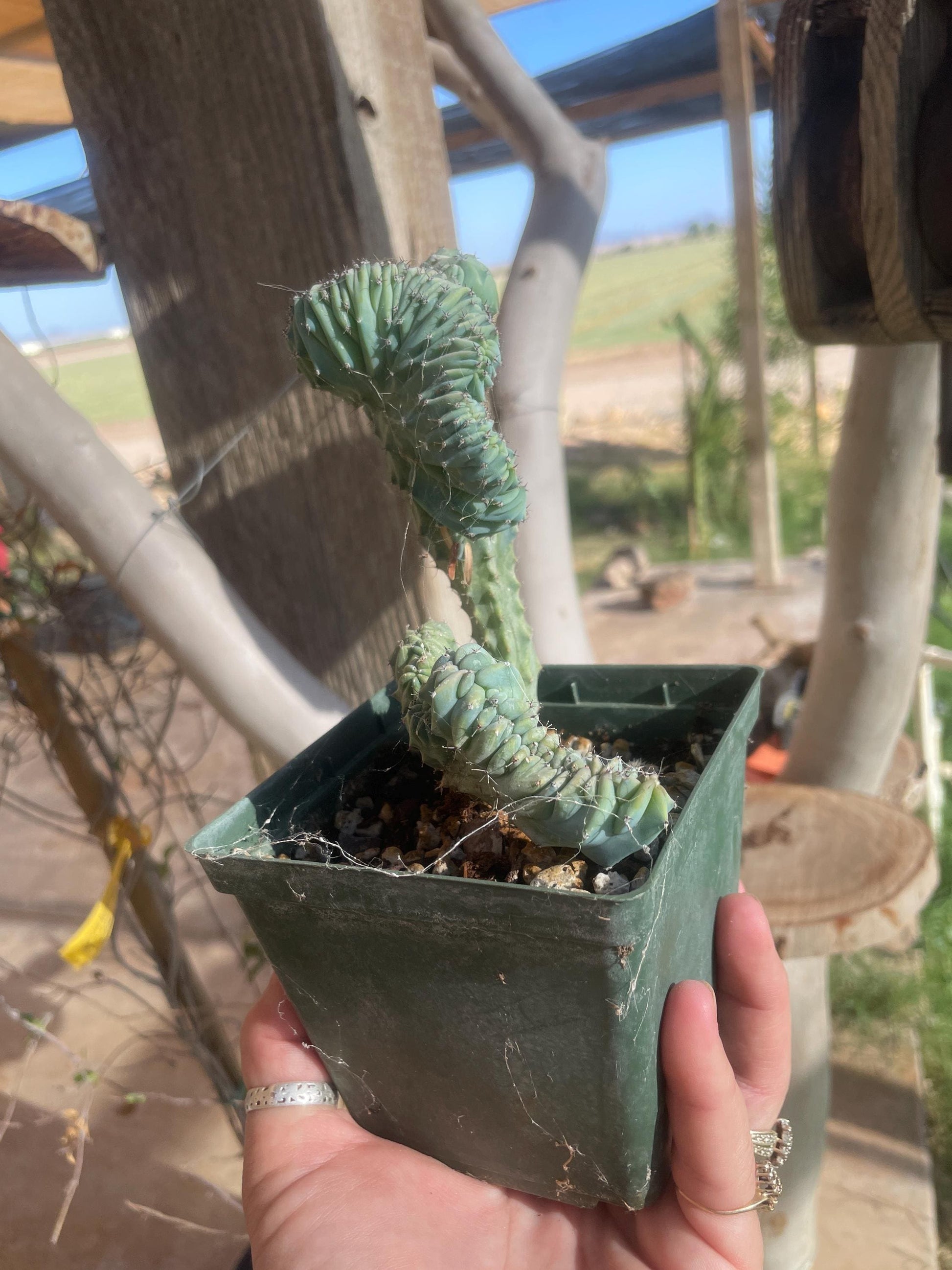 Myrtillocactus elite crest