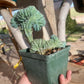Myrtillocactus elite crest