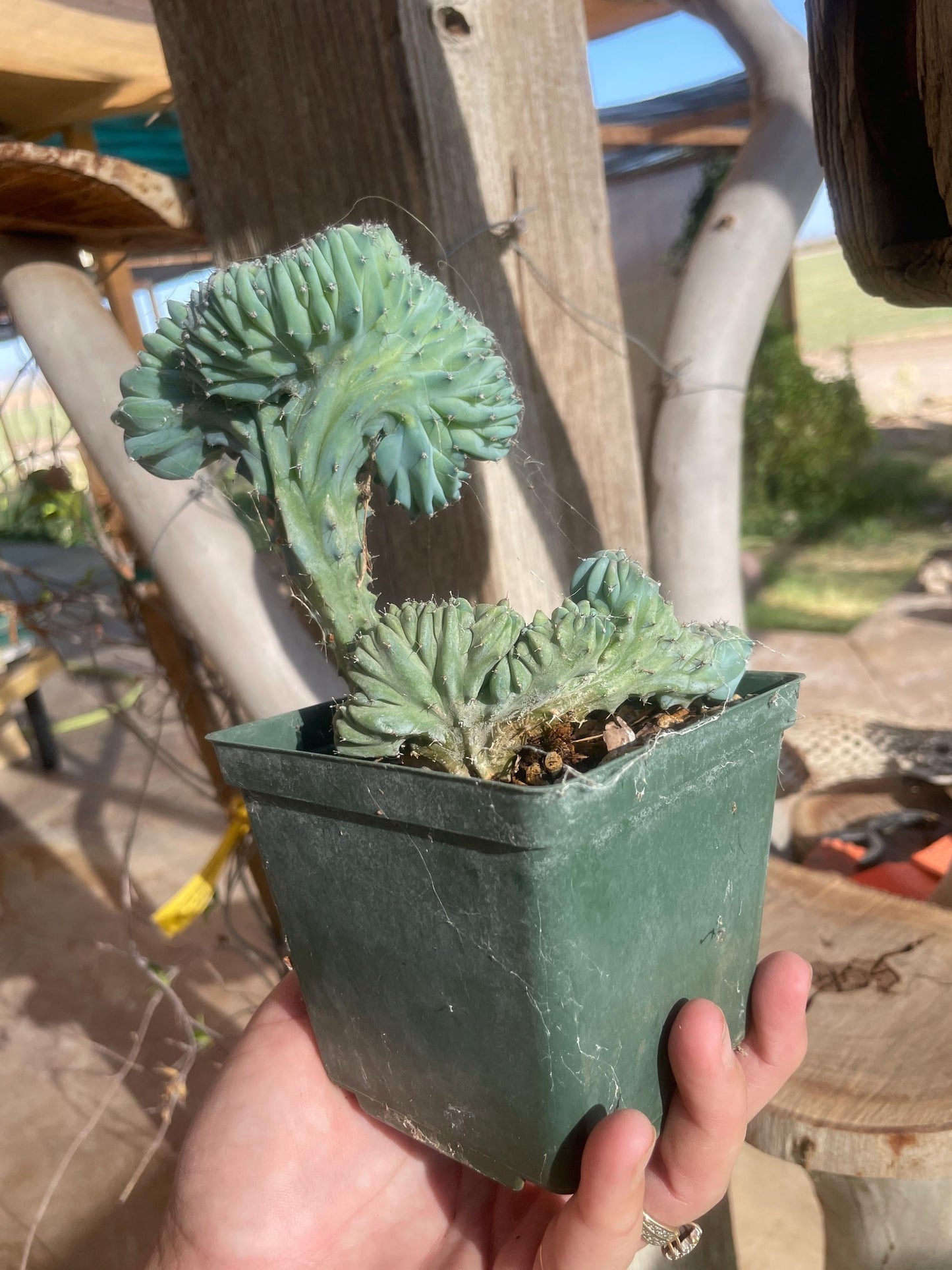 Myrtillocactus elite crest