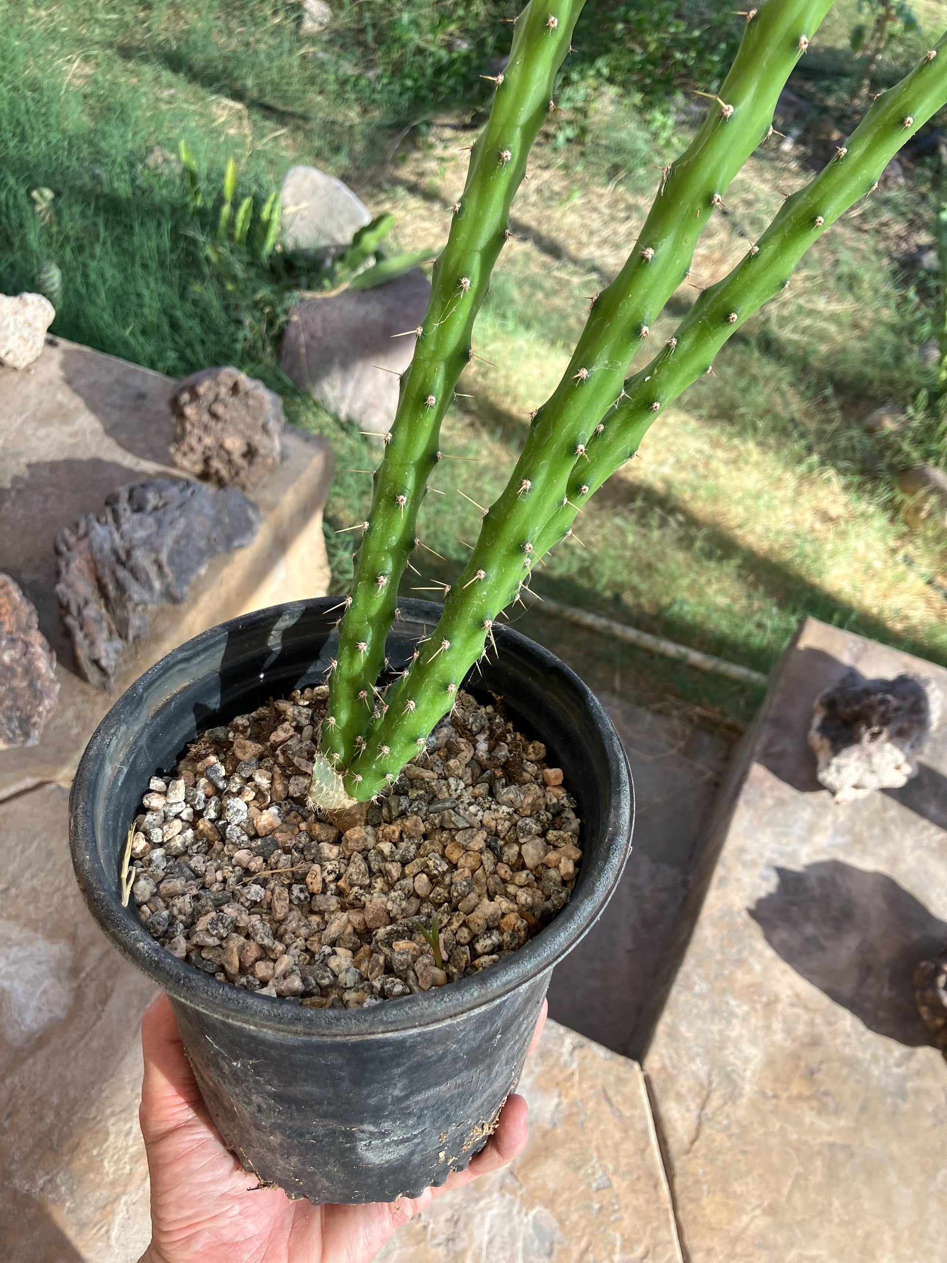Harrisia martinii – Night-Blooming Columnar Cactus