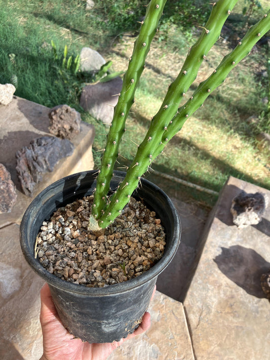 Harrisia martinii – Night-Blooming Columnar Cactus