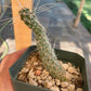Tephrocactus weberi – Rare Segmented Cactus from Argentina
