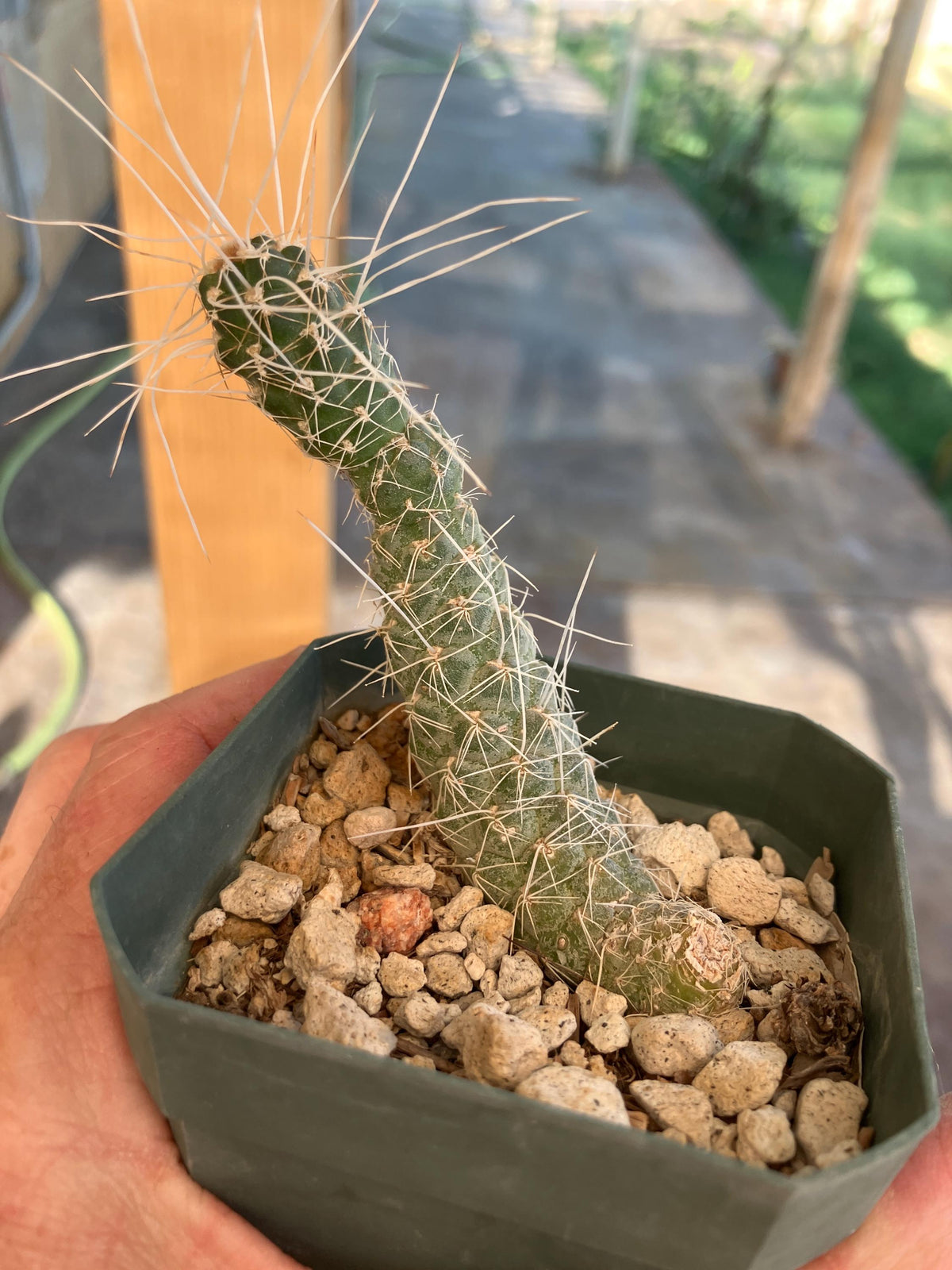 Tephrocactus weberi – Rare Segmented Cactus from Argentina