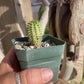 Euphorbia susannae – South African Succulent