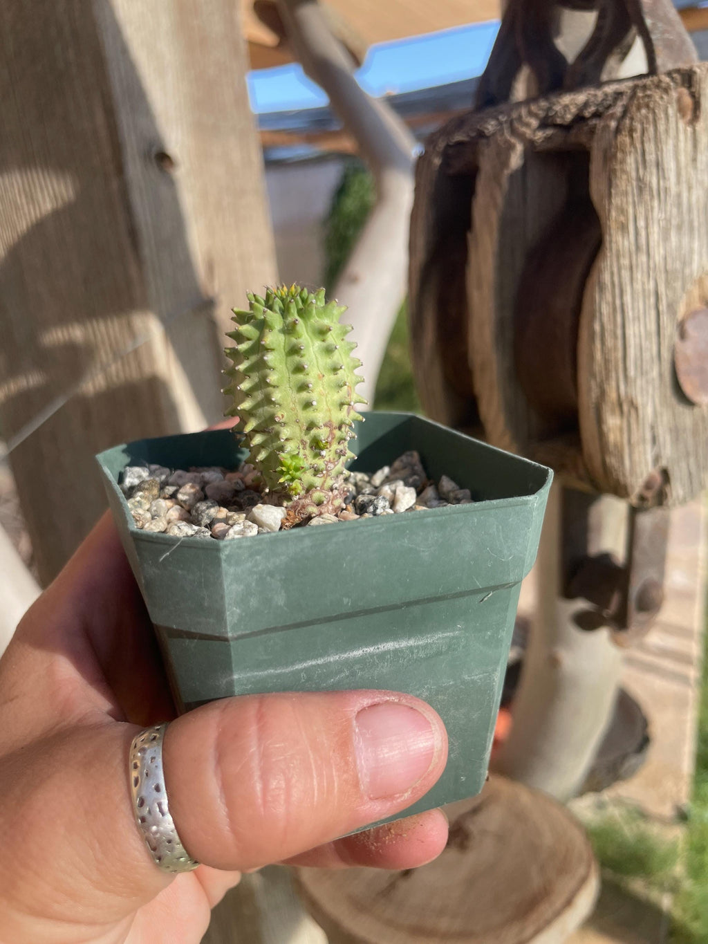 Euphorbia susannae – South African Succulent