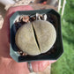 Pleiospilos nelii (Split Rock) – Unique Succulent with Stone-Like Appearance
