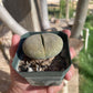 Pleiospilos nelii (Split Rock) – Unique Succulent with Stone-Like Appearance