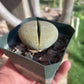 Pleiospilos nelii (Split Rock) – Unique Succulent with Stone-Like Appearance
