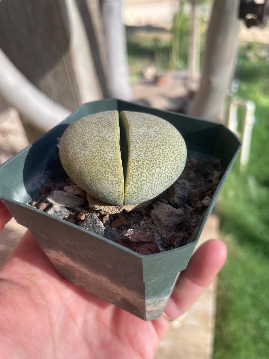 Pleiospilos nelii (Split Rock) – Unique Succulent with Stone-Like Appearance
