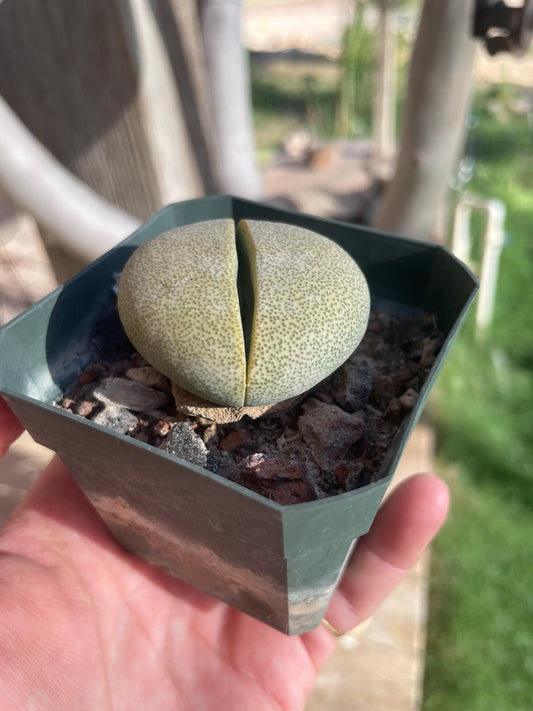 Pleiospilos nelii (Split Rock) – Unique Succulent with Stone-Like Appearance
