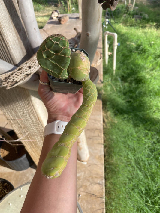 Opuntia zebrina reticulata Cobra cactus (old plant)