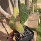 Opuntia zebrina reticulata Cobra cactus (old plant)