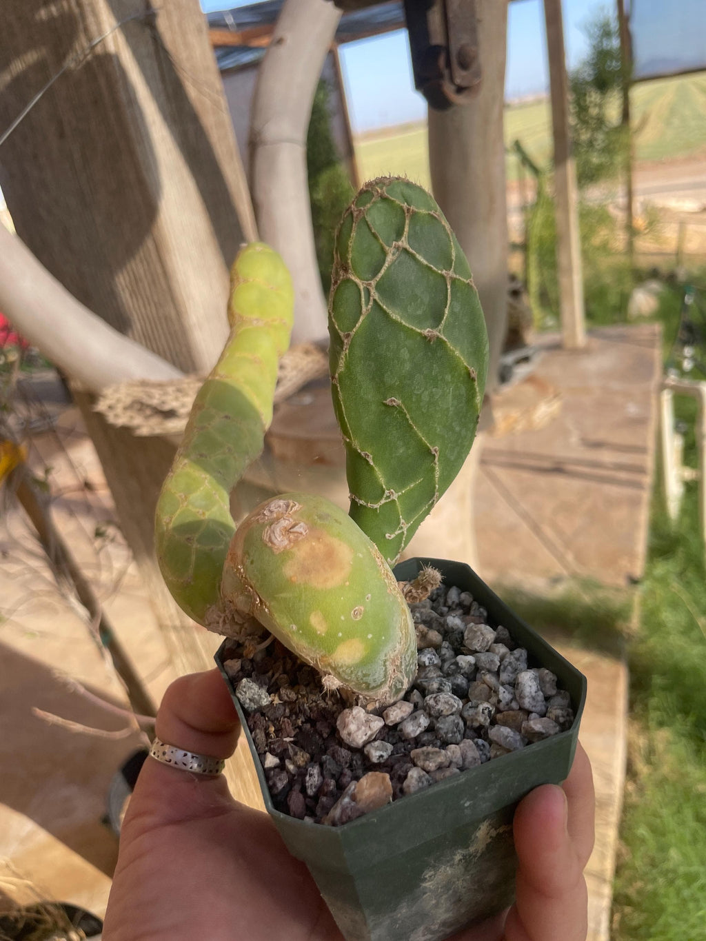 Opuntia zebrina reticulata Cobra cactus (old plant)