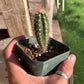 Pachycereus pringlei seedling - Giant Mexican Cardon