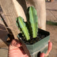 Myrtillocactus geometrizans – Seedling Group (Blue Candle Cactus)