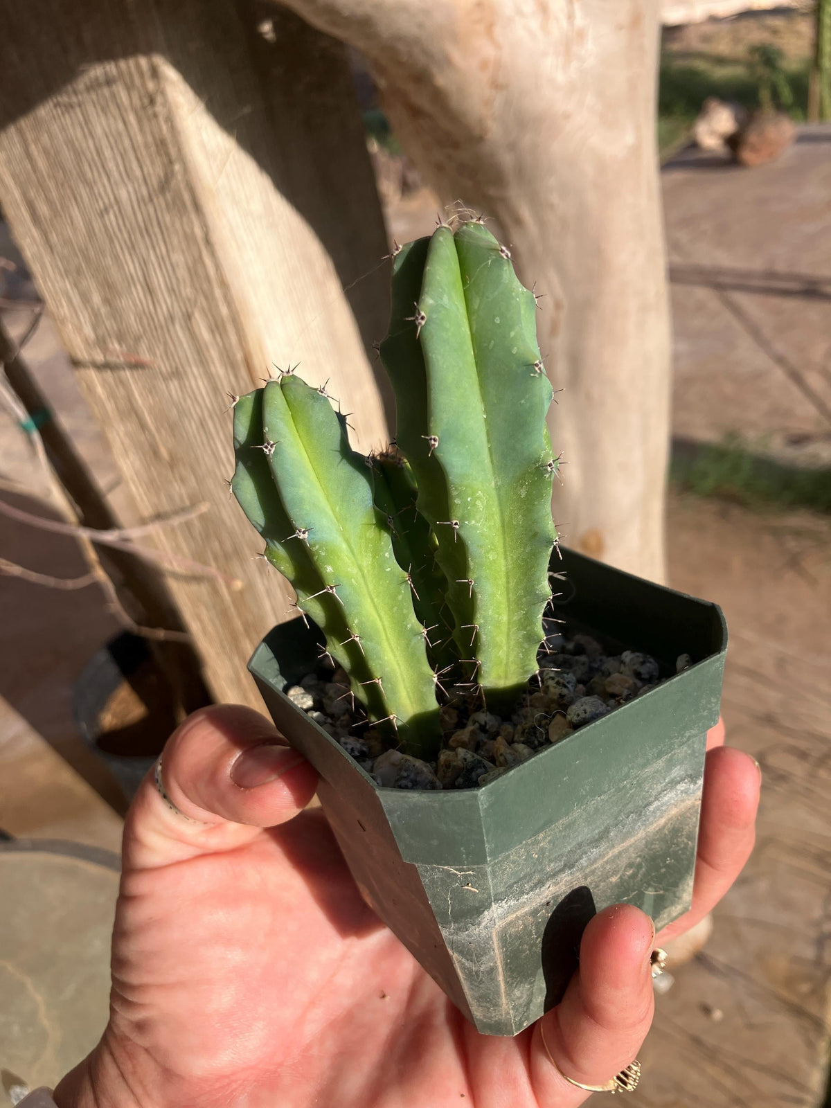 Myrtillocactus geometrizans – Seedling Group (Blue Candle Cactus)