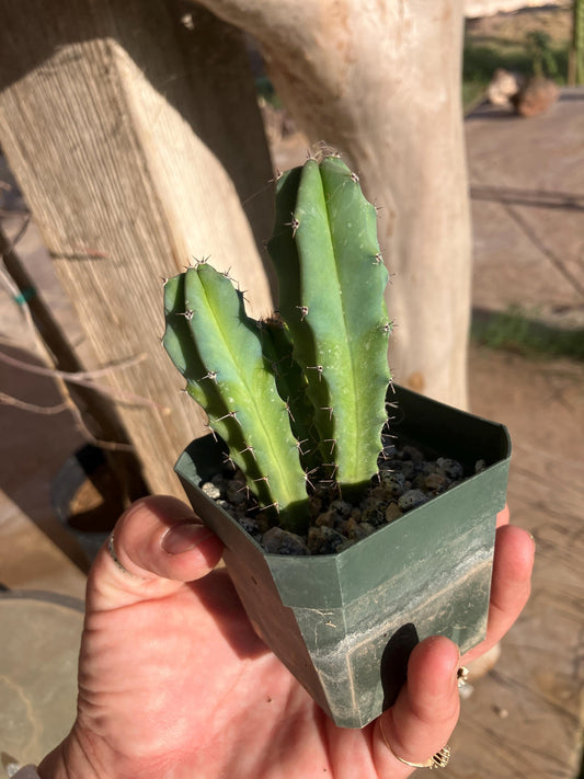 Myrtillocactus geometrizans – Seedling Group (Blue Candle Cactus)