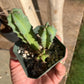 Myrtillocactus geometrizans – Seedling Group (Blue Candle Cactus)