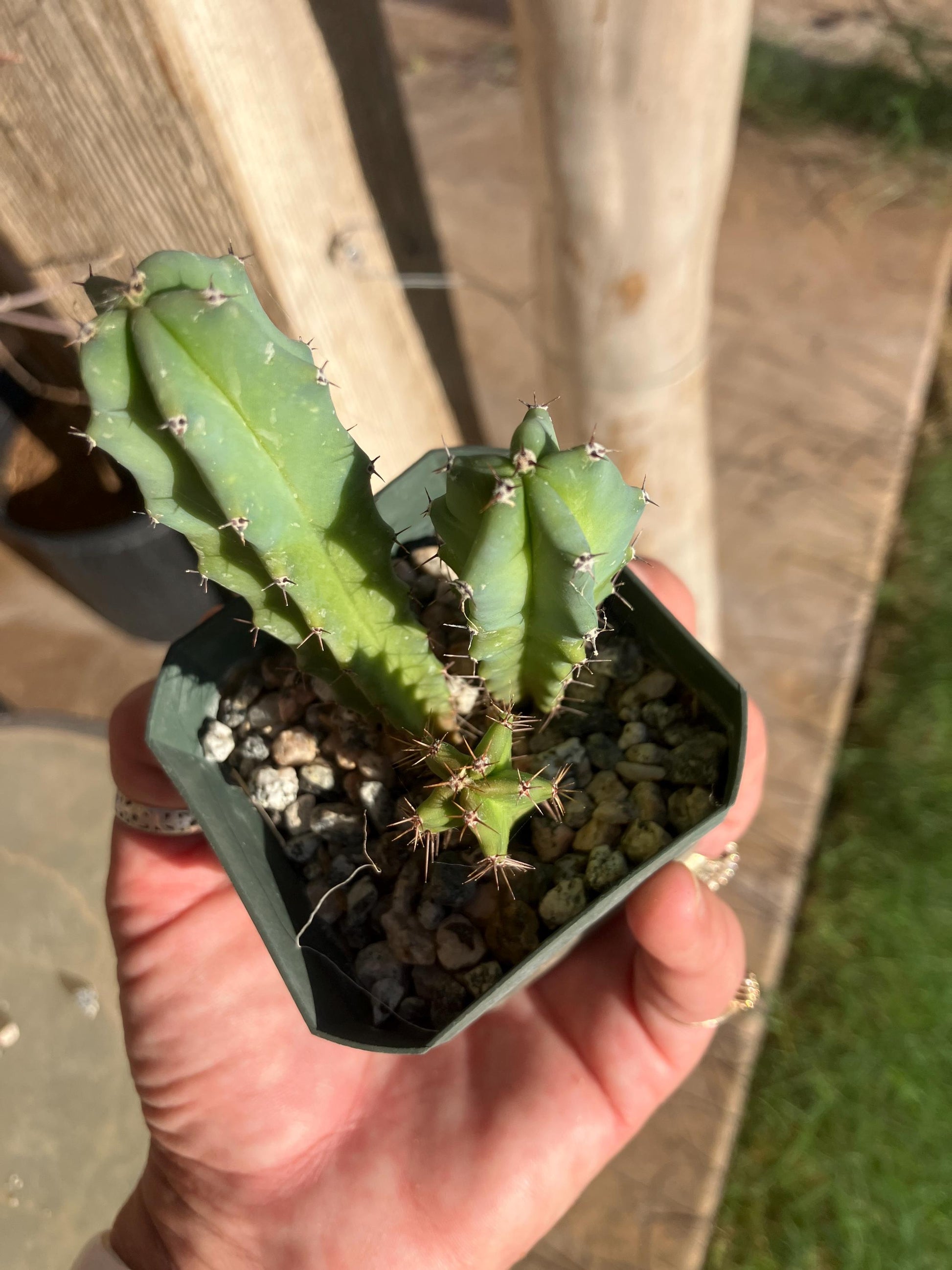 Myrtillocactus geometrizans – Seedling Group (Blue Candle Cactus)