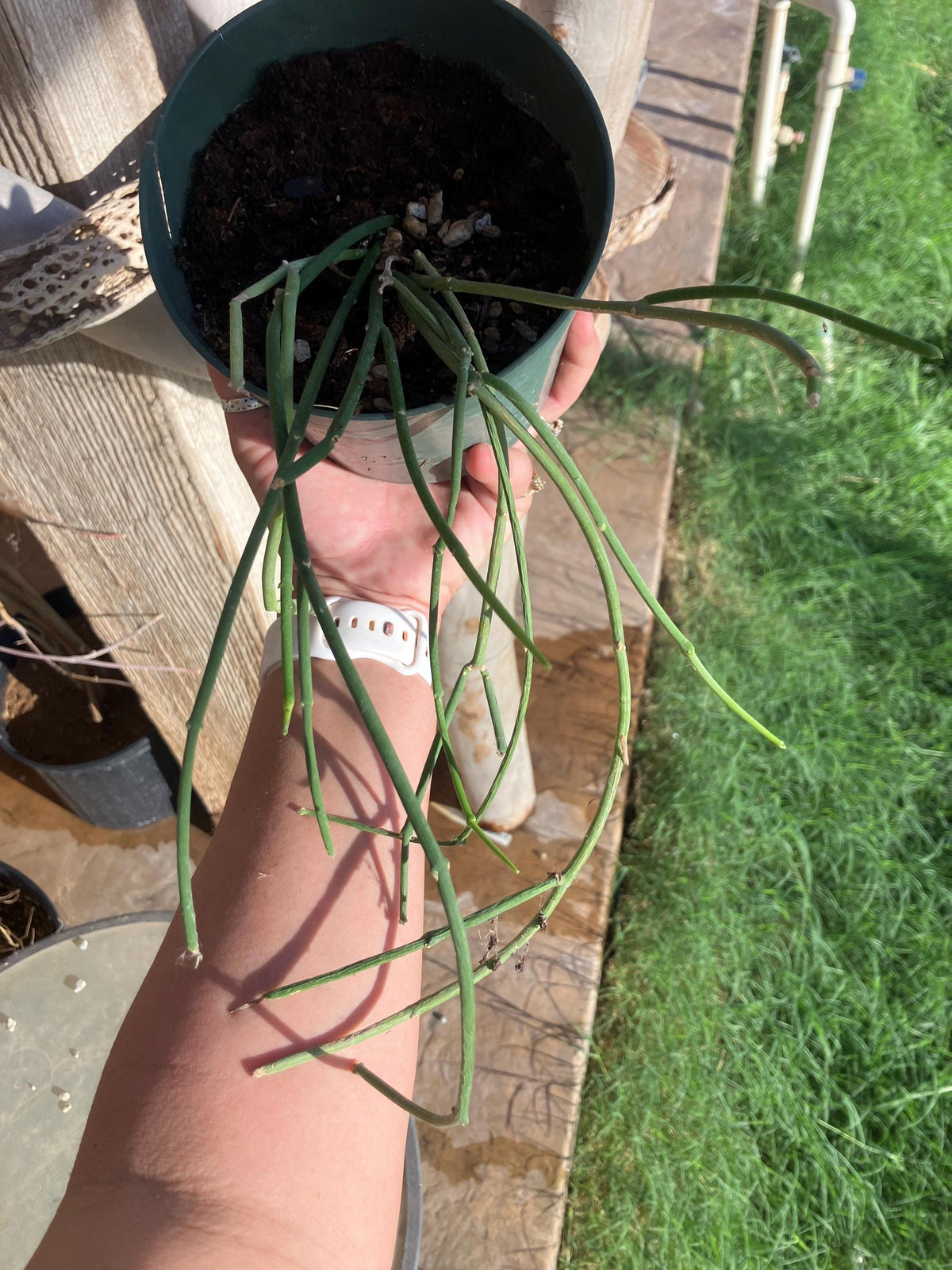 Sarcostemma viminale – Rare Rooted Trailing Succulent