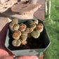 Mixed Lithops – Living Stones in 3" Pot (As Shown)