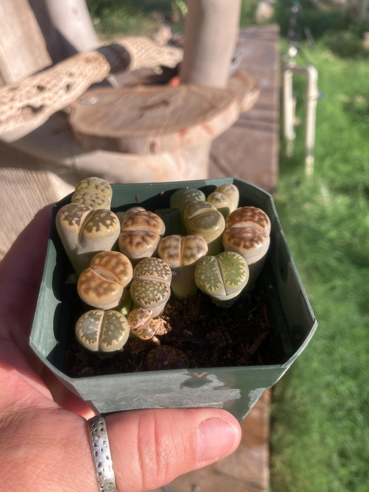 Mixed Lithops – Living Stones in 3" Pot (As Shown)