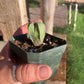 Astrophytum myriostigma var. nudum – Spineless Bishop’s Cap Seedling