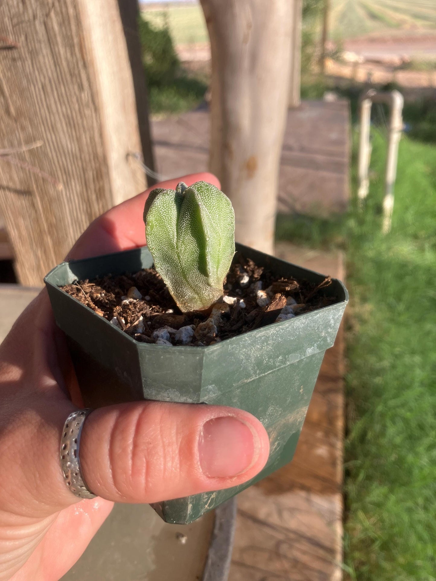 Astrophytum myriostigma var. nudum – Spineless Bishop’s Cap Seedling