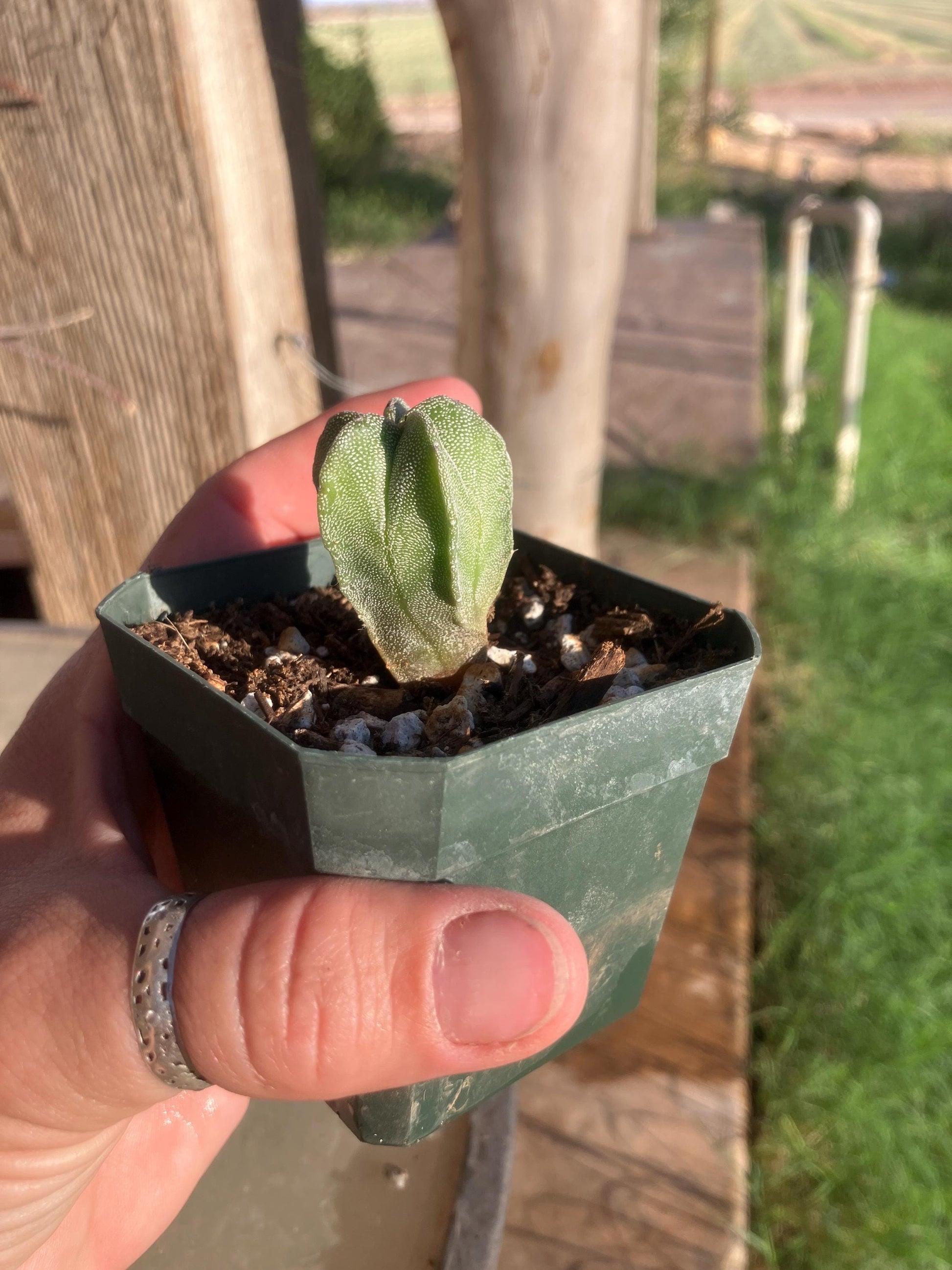 Astrophytum myriostigma var. nudum – Spineless Bishop’s Cap Seedling