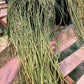 Sarcostemma viminale – Rare Rooted Trailing Succulent