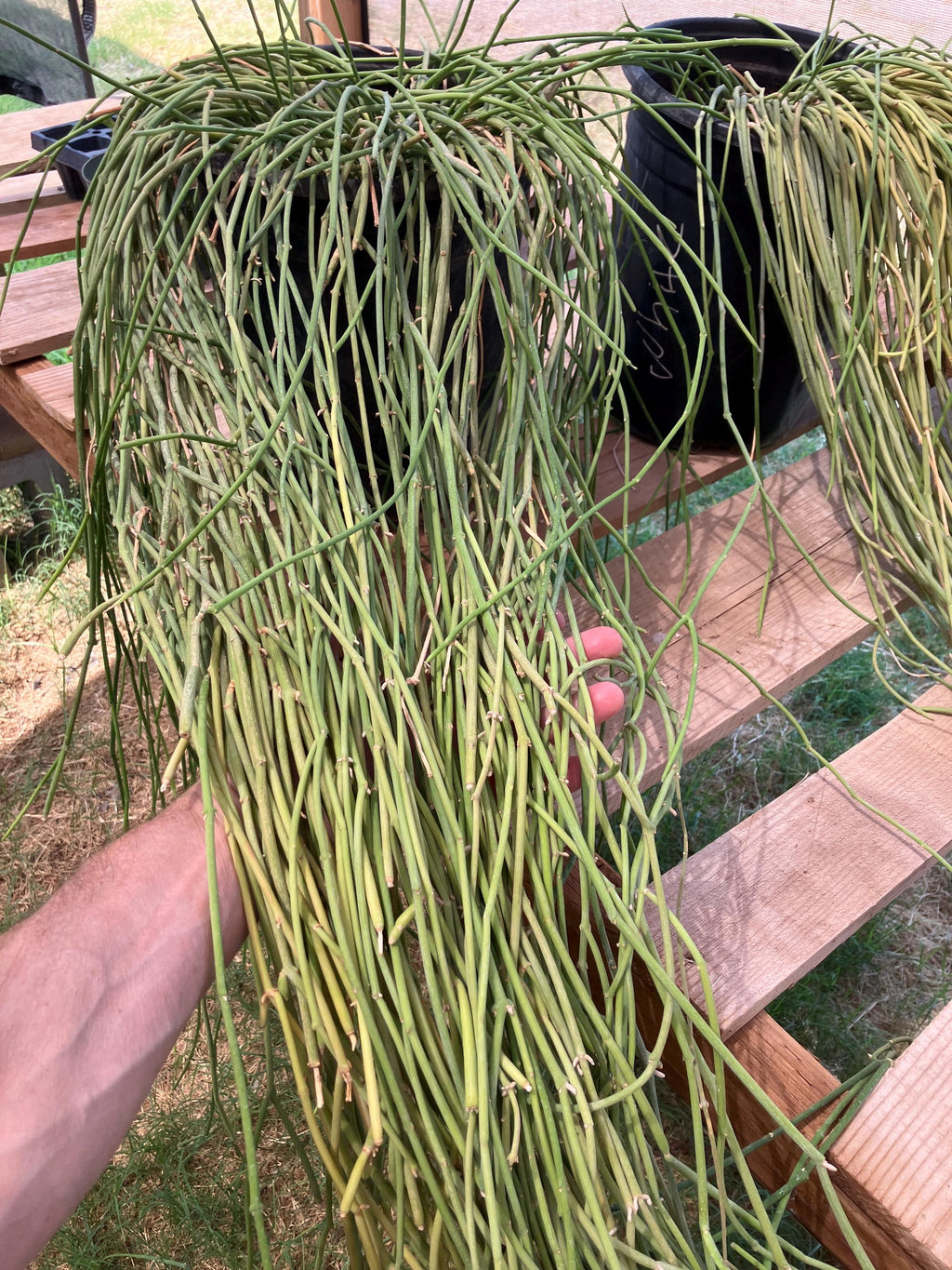 Sarcostemma viminale – Rare Rooted Trailing Succulent
