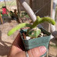 Monkey Tail cactus Hildewintera Colademononis inermis- grafted
