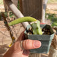 Monkey Tail cactus Hildewintera Colademononis inermis grafted