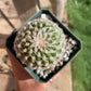 Espostoa hybrid