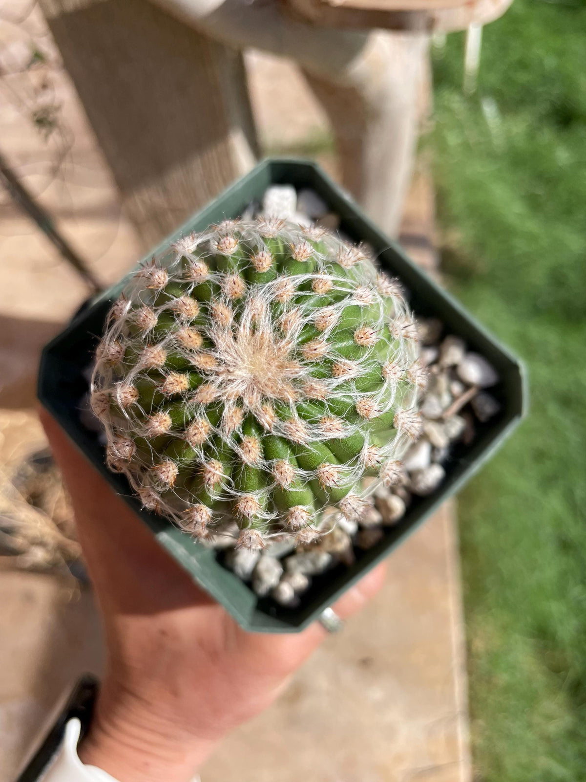 Espostoa hybrid