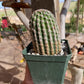Espostoa hybrid