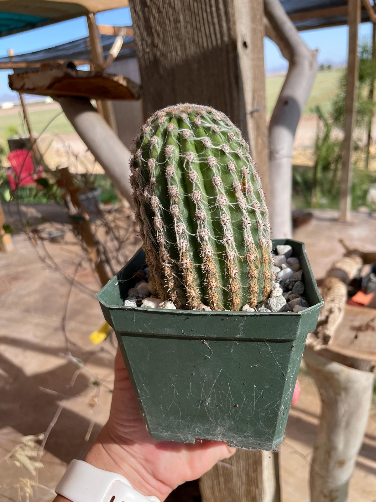 Espostoa hybrid