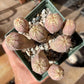Euphorbia hybrid