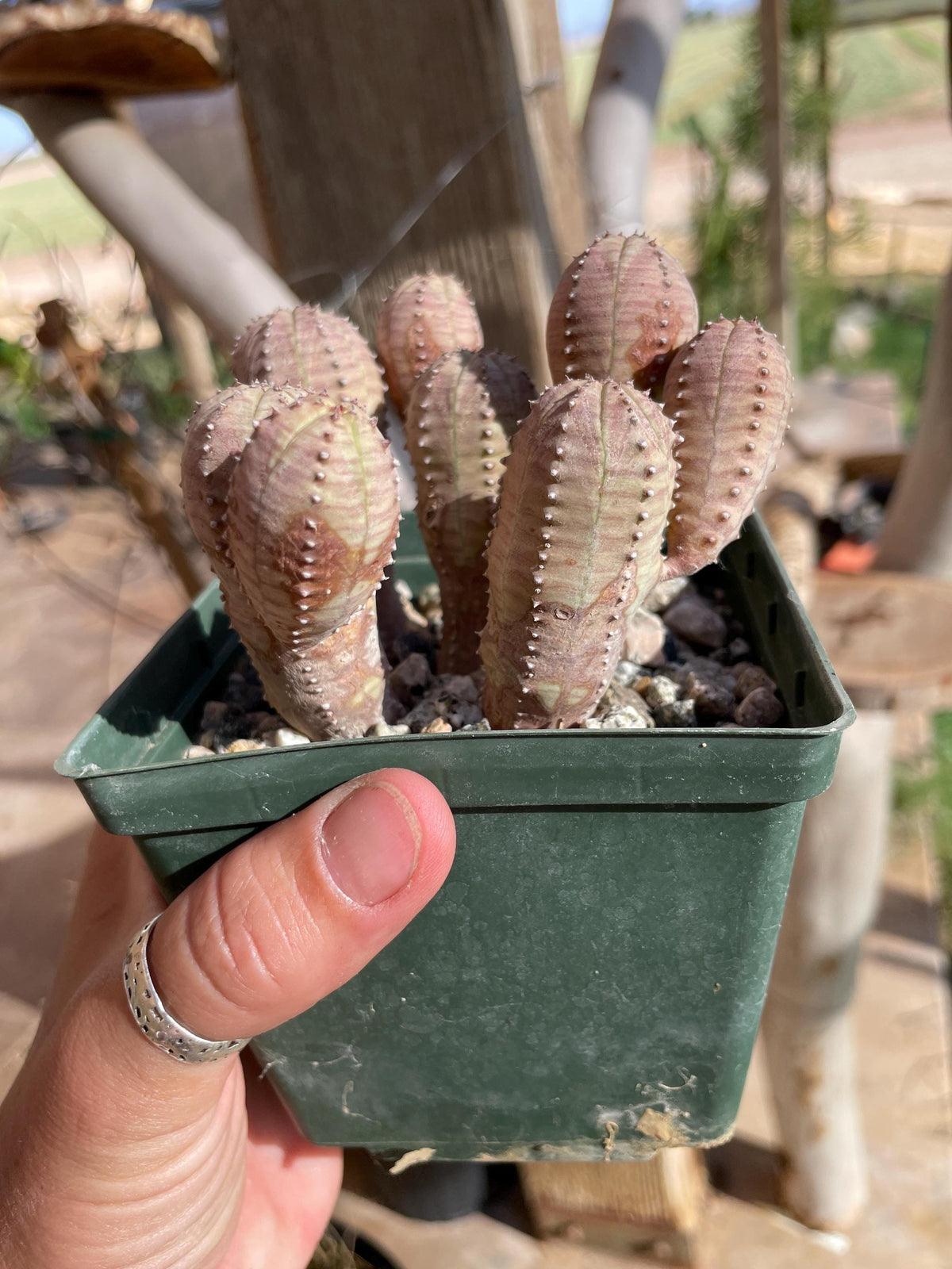 Euphorbia hybrid